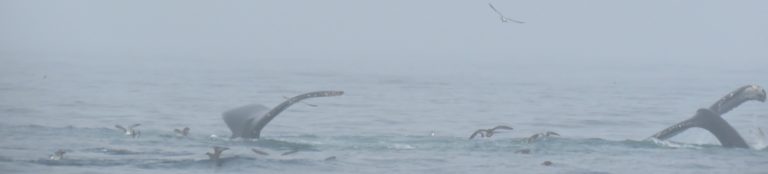 En route vers Provincetown