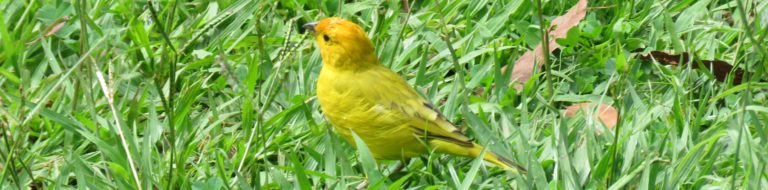 Départ pour Medellin