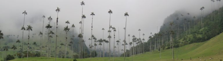Cocora Valley